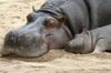 Mom-and-baby-hippo-hippos-24490518-449-296.jpg