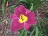 Hemerocallis 'Troubled Sleep'.JPG