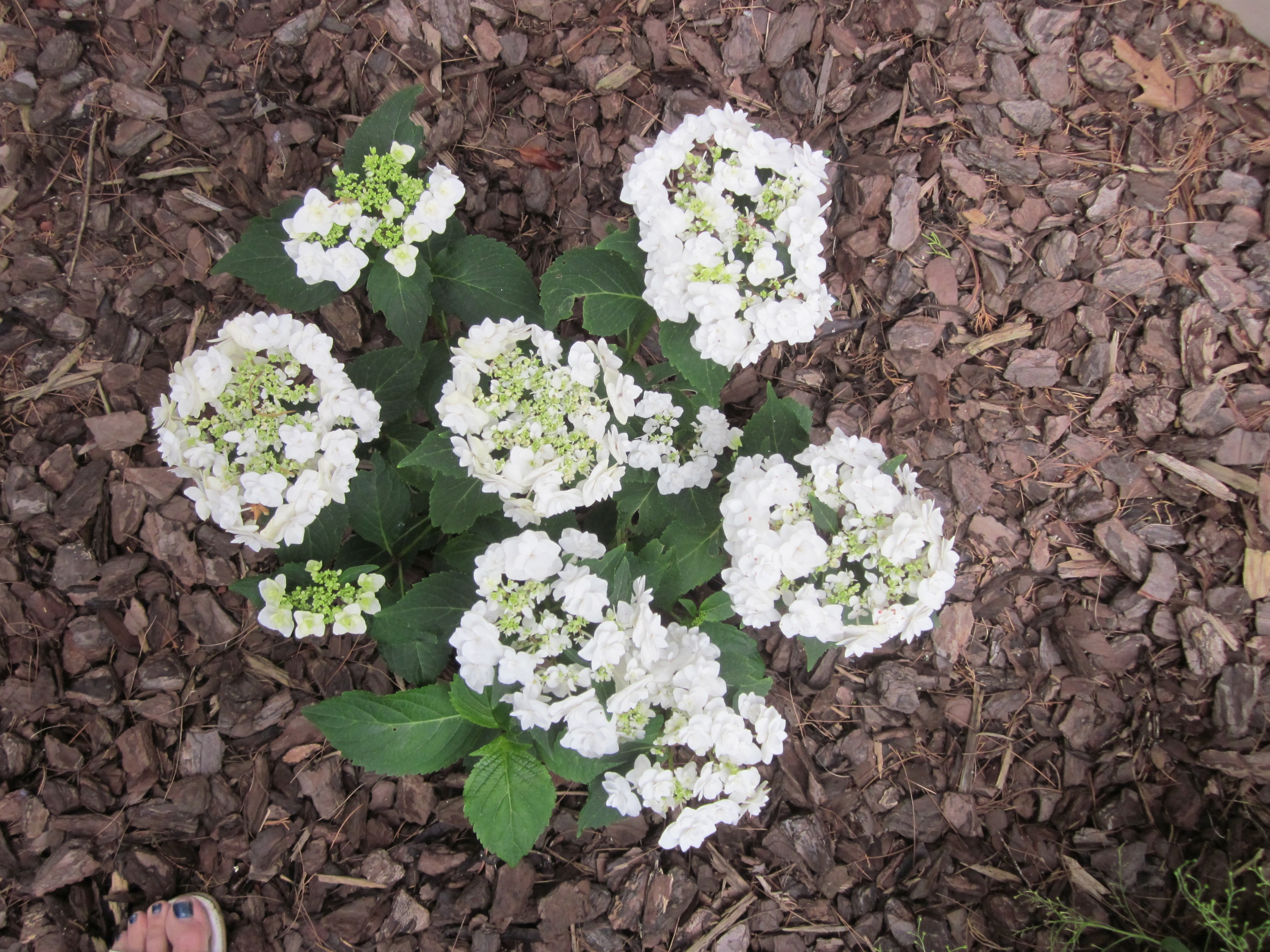 Hydrangea macrophylla 'Wedding Gown'2.JPG
