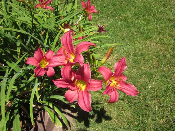 'Little Business' Daylily.JPG