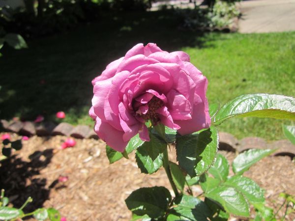 'Plum Perfect' Rose.JPG