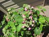 'Strawberries & Cream' Hydrangea.JPG