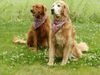 my goldens