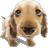 animated-dog-avatar_www.free-avatars.com.gif