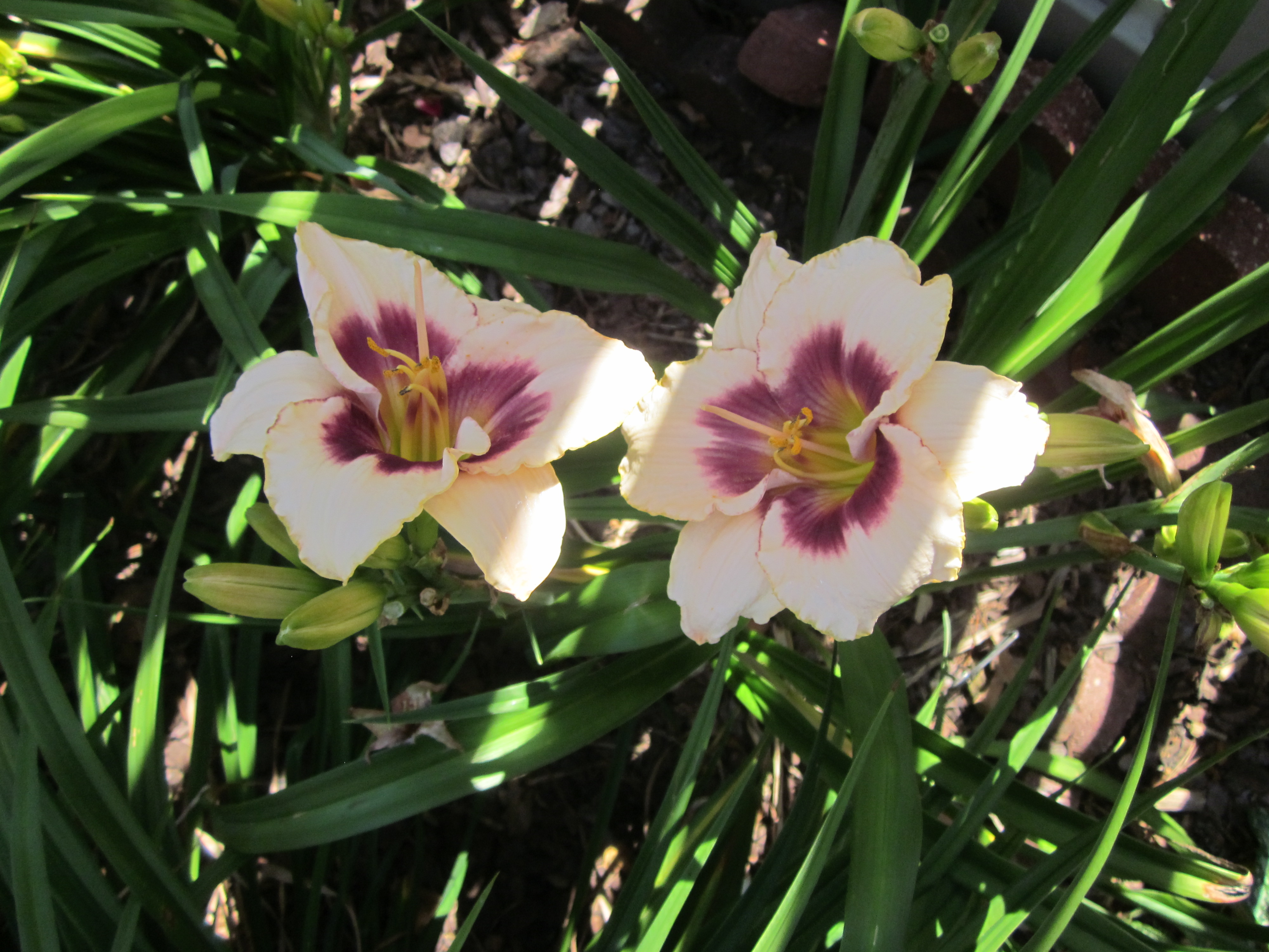 'Blueberry Sundae' Daylily.JPG