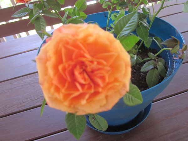 Dora' Miniature Rose.JPG