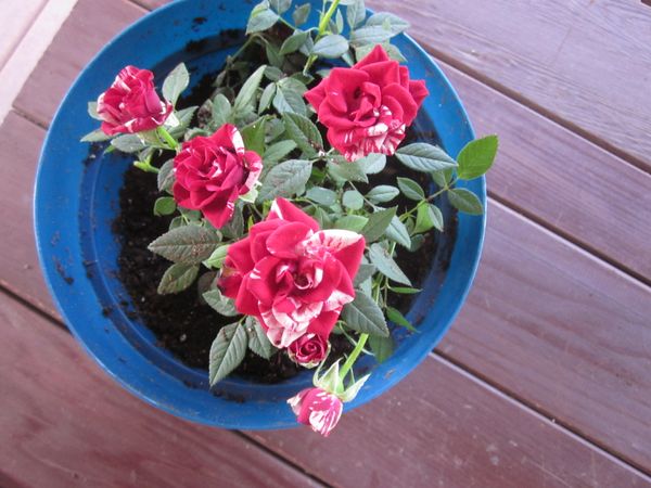 'Gigi' Miniature Rose.JPG