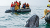 Baja_California_giant_whales.jpg