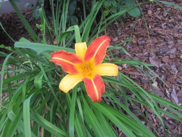 'Frans Hals' Daylily.JPG