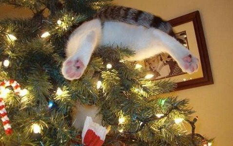 Christmas-cat-in-tree-butt.jpg