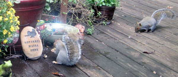 Oct-2013-Squirrel-Mafia.jpg