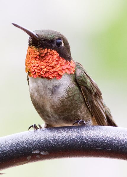 Hummingbird_Ruby_Throated_2009_02.jpg
