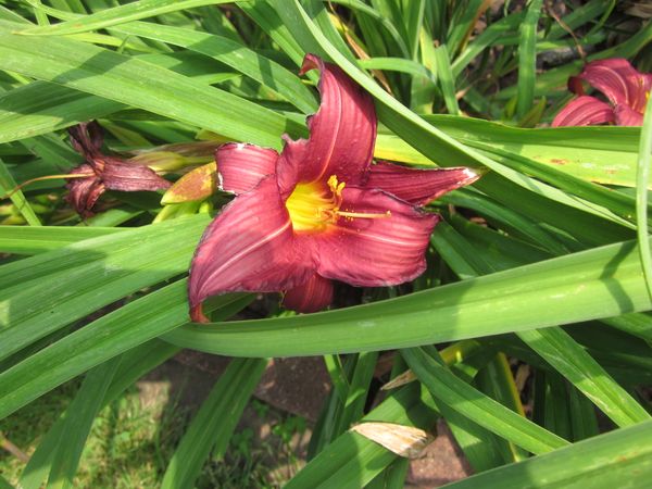 Hemerocallis 'Eenie Fanfare'.JPG