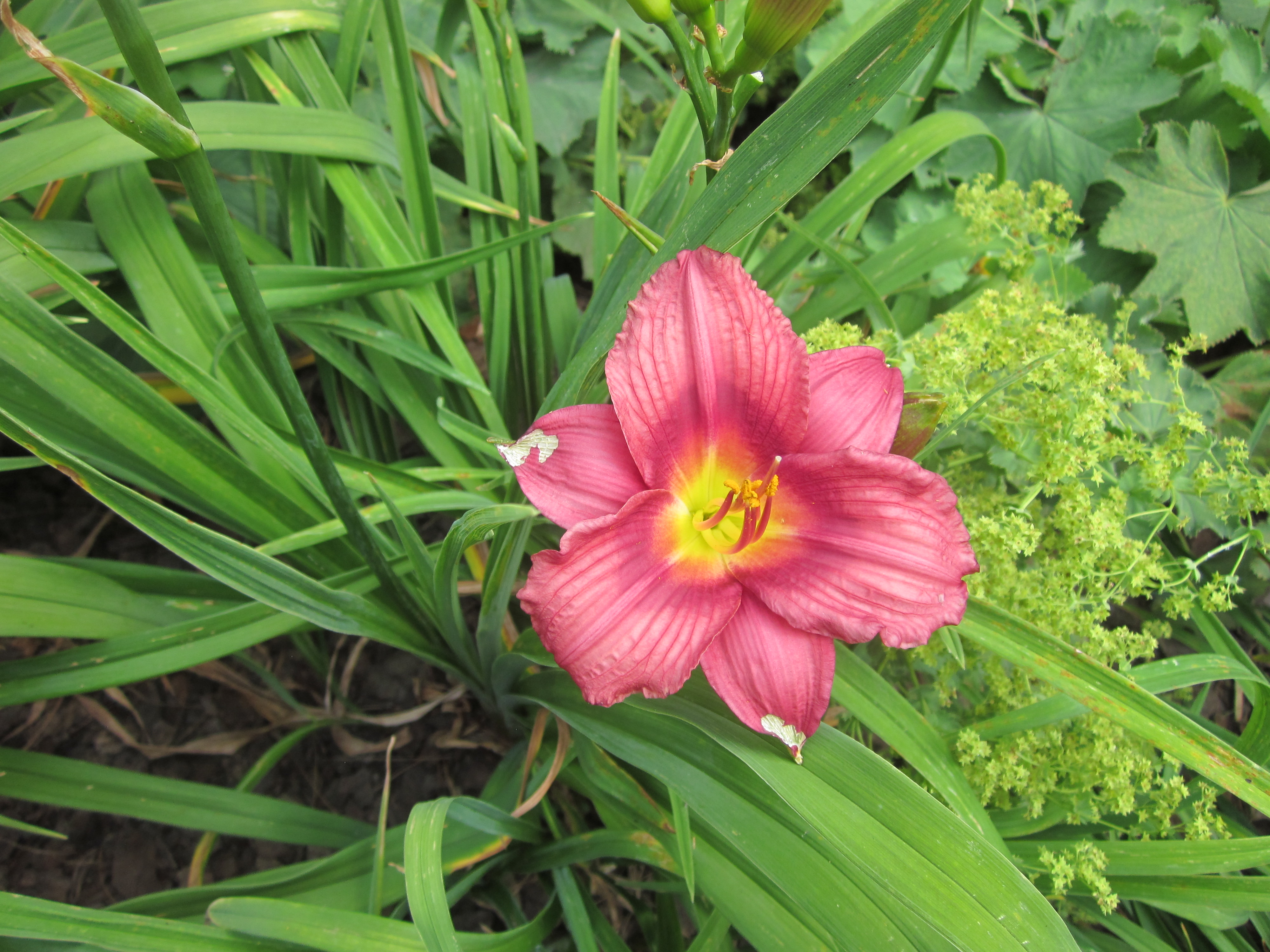 Hemerocallis 'Little Cranberry Cove'.JPG