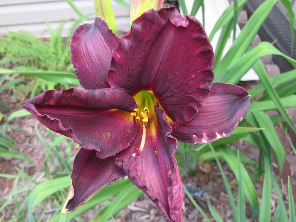 Hemerocallis 'Raspberry Suede'.JPG