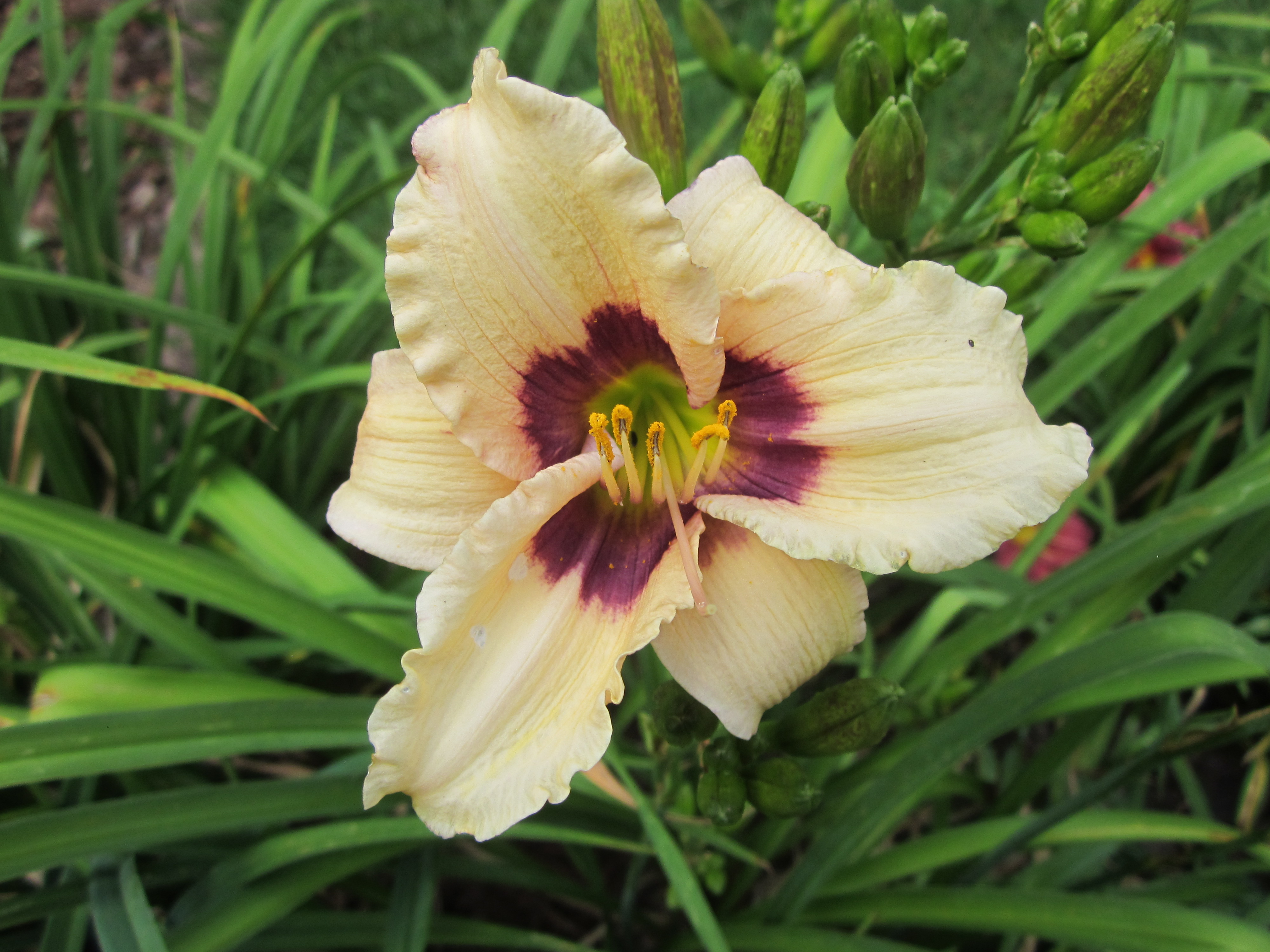 Hemerocallis 'Little Pumpkin Face'.JPG