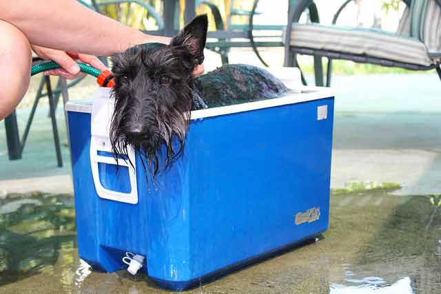 dog-cooler.jpg