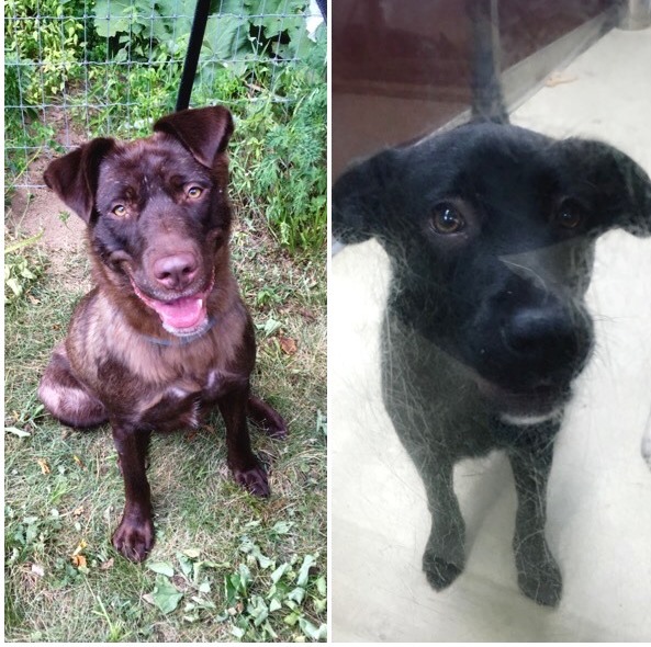 Rachel 0727 Dog blog2.jpg