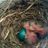 Robins egg blue eggs2.jpg