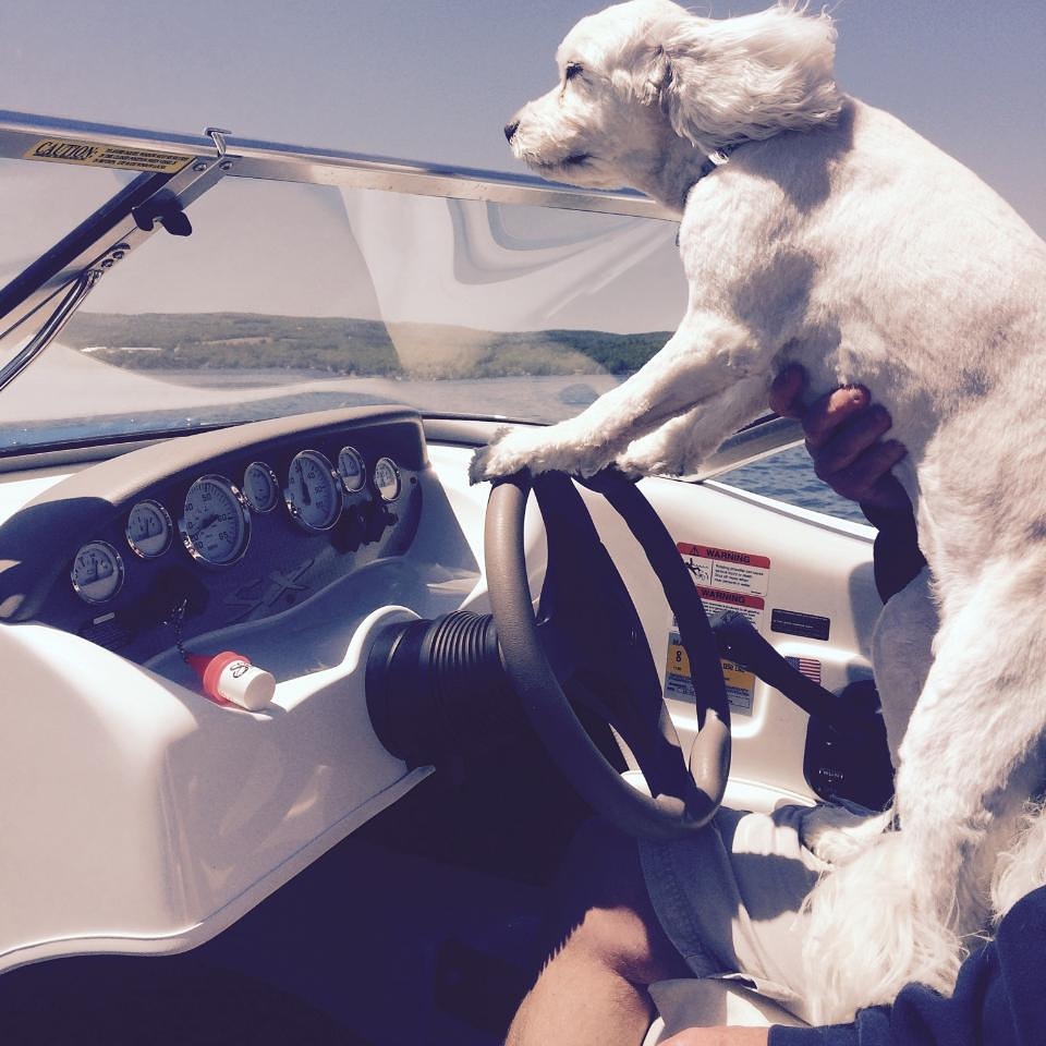 Dog on boat.jpg