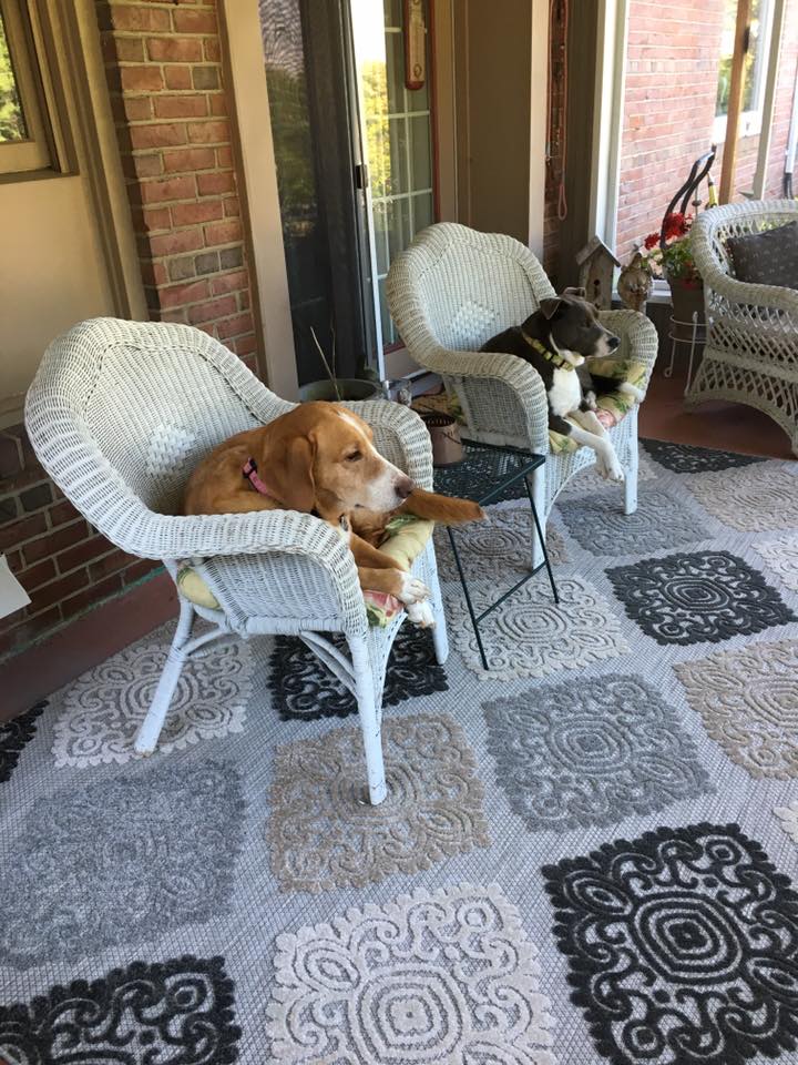 dogs on porch.jpg