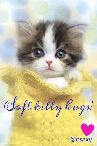 Soft kitty hugs