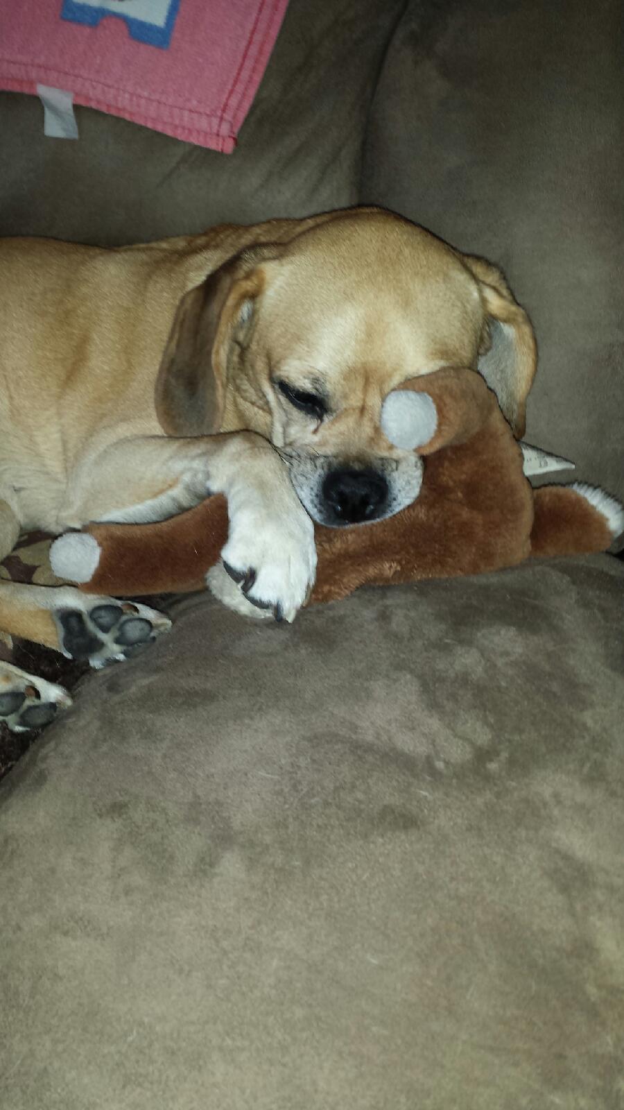 PUGGLE SNUGGLE.jpg