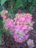Hydrangea macrophylla 'Pistachio'2.JPG