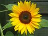 common-sunflower-09.jpg