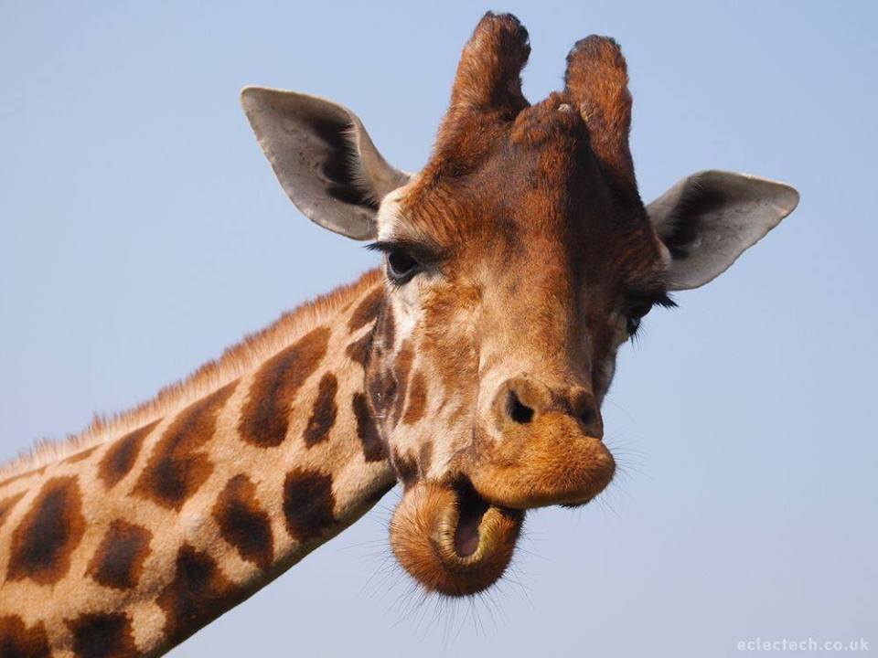 giraffe2.jpg