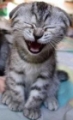 Kitty laugh.jpg