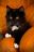 black and white cat with pumpkins.jpg