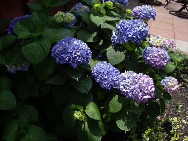 hydrangea.JPG