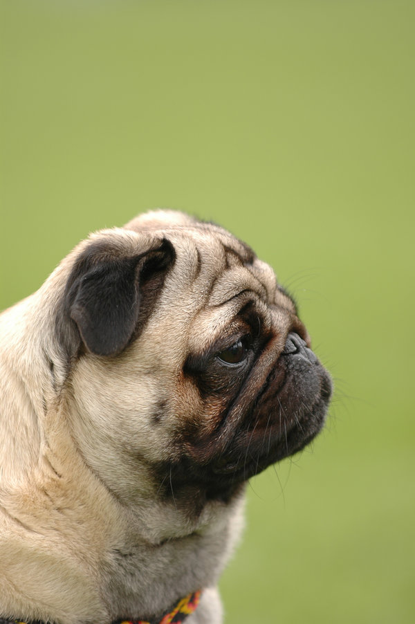 pug_dog_portrait_by_foto_front.jpg