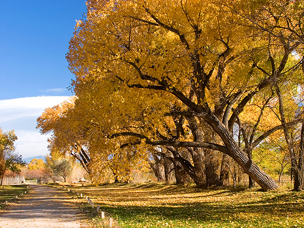 Fall color