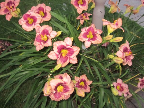 Hemerocallis 'Daring Deception2.JPG