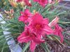 Hemerocallis 'Raspberry Wine'.JPG