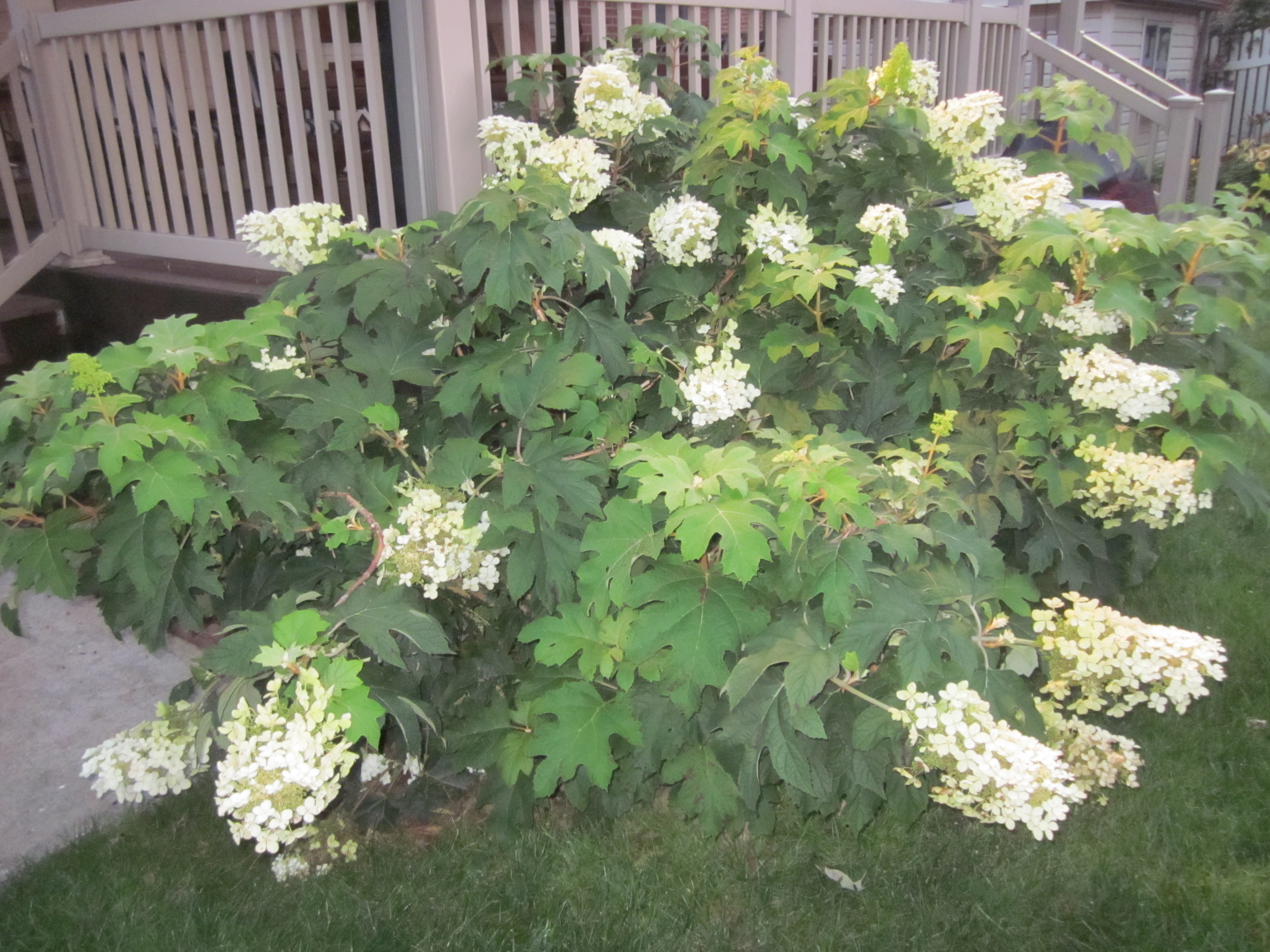 Hydrangea quercifolia2.JPG