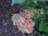 Hydrangea macrophylla 'Pistachio'.JPG