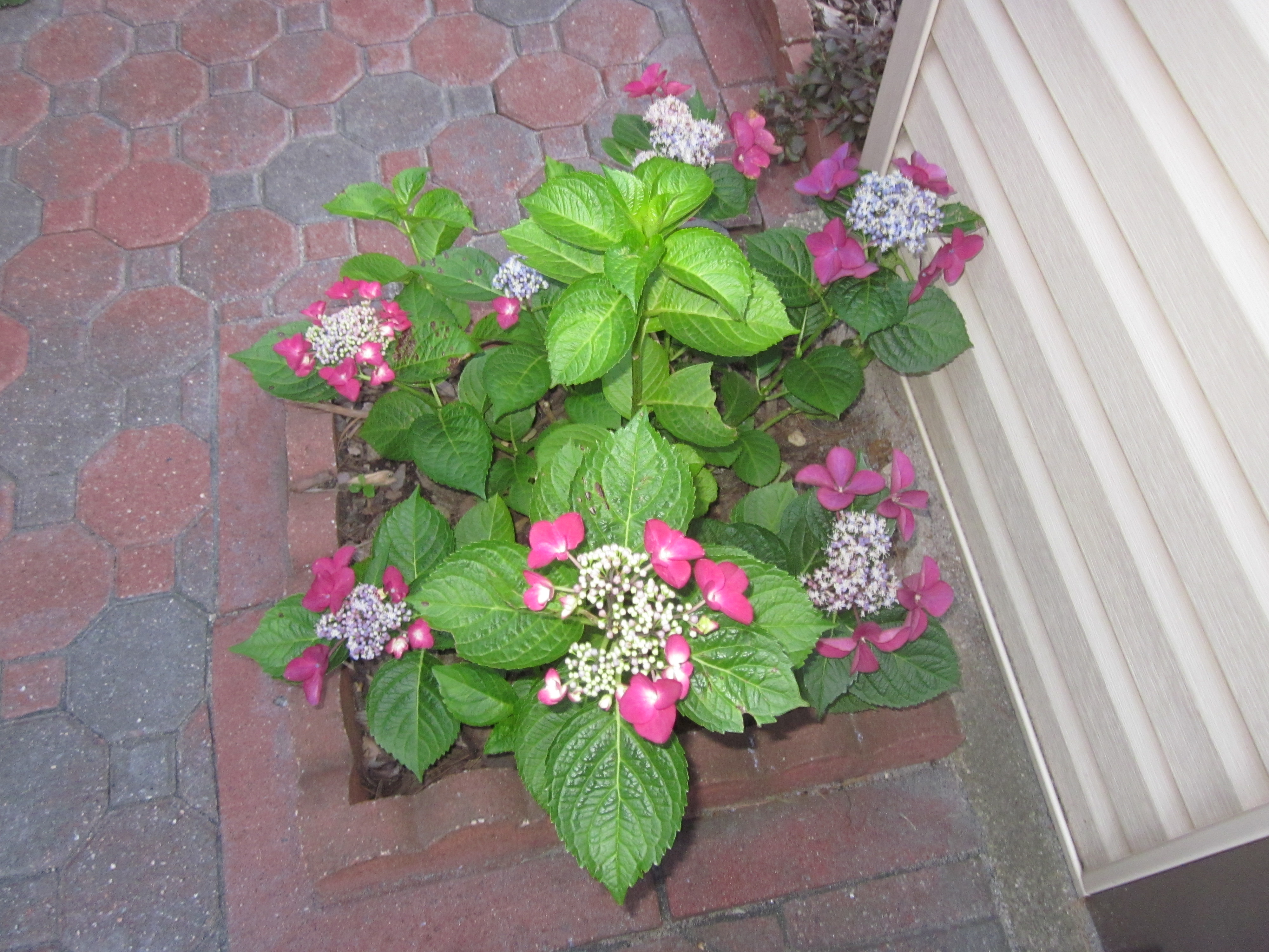 Hydrangea 'Strawberries & Cream3'.JPG