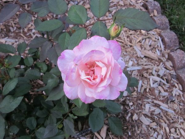 'Gruss An  Aachen rose .JPG