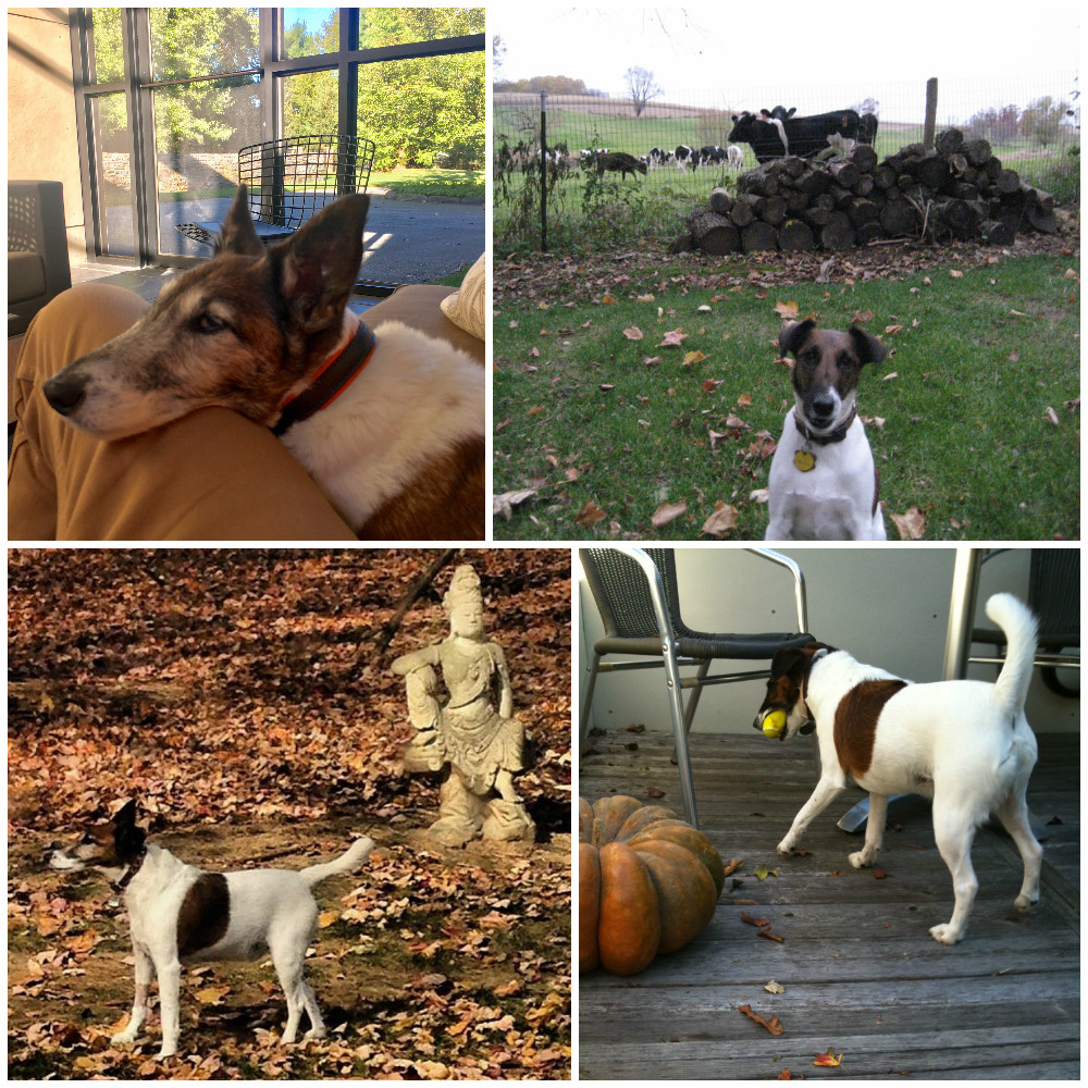 Roscoe Fall Blog Matrix.jpg