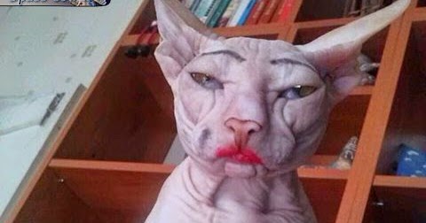 Cat+wearing+makeup+funny+animals.jpg