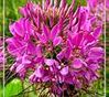 Pink Cleome.jpg