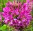 Pink Cleome1.jpg