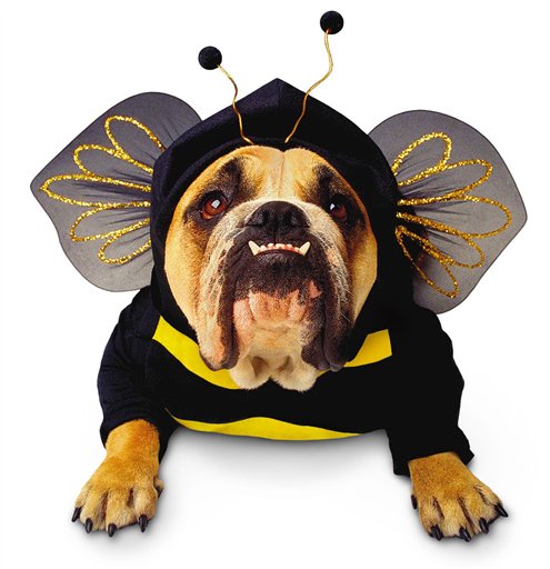 Dog-In-Halloween-Bumble-Bee-Costume.jpg.jpg