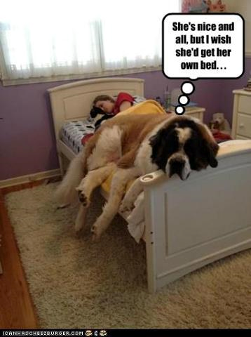 st bernard in bed.png