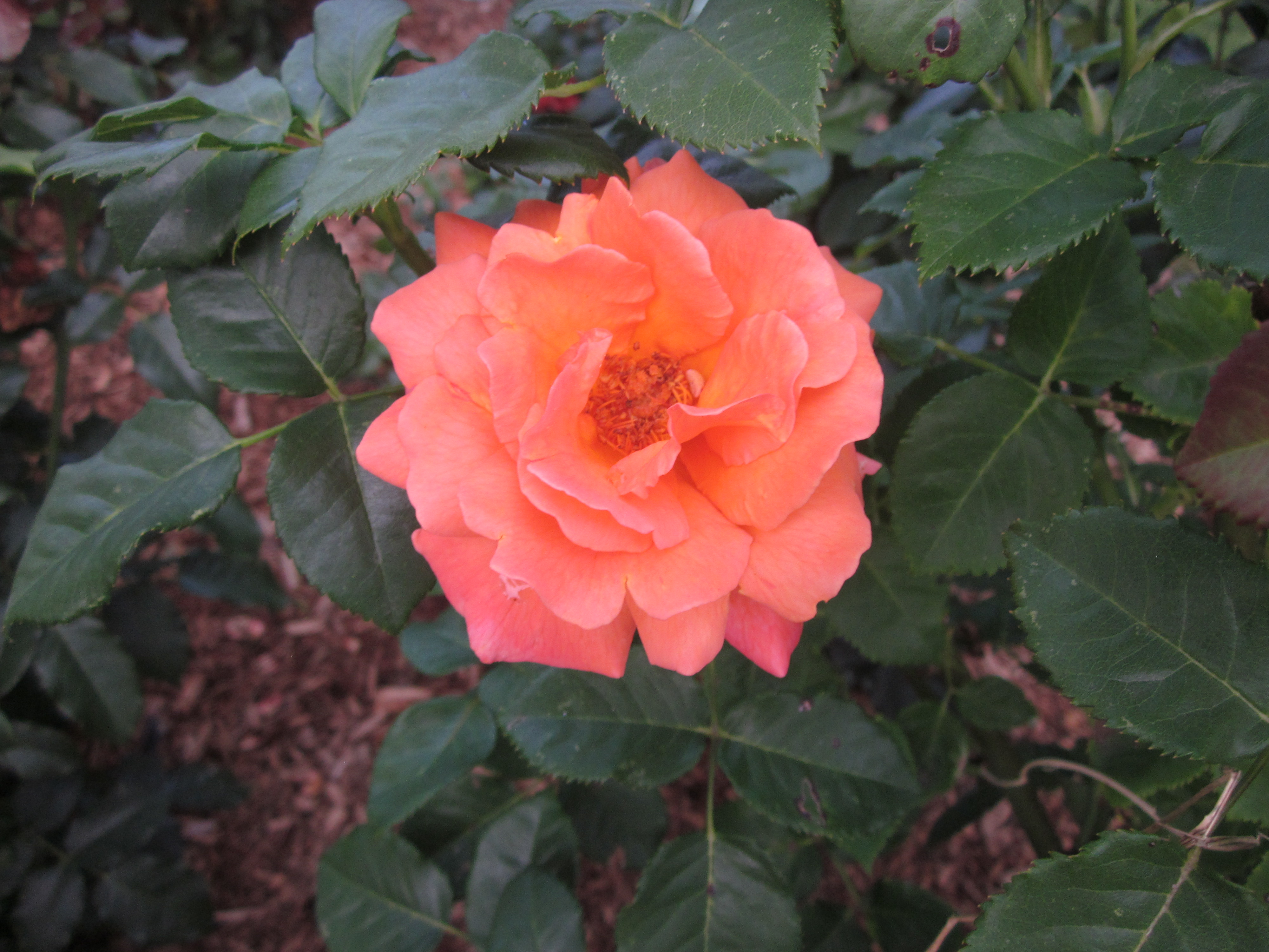 'Easy Does It' floribunda rose.JPG