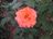 'Easy Does It' floribunda rose.JPG
