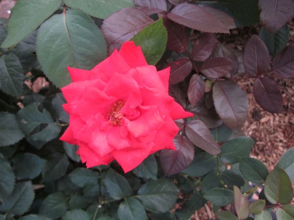 'Grande Amore' hybrid tea rose.JPG